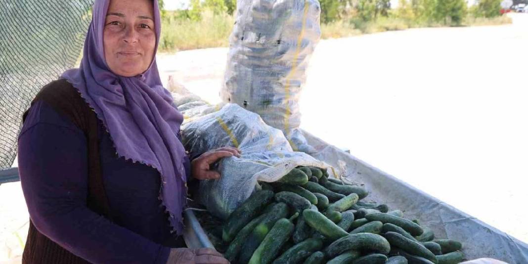 200 dönümde ata tohumdan üretiliyor! Kilosu tarlada 10, pazarda 40 TL 4